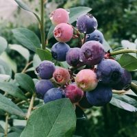Organic-Blueberries-Ganico-06