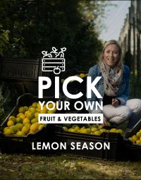 PYO-logo_Lemon-Season